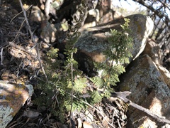 Myriopteris covillei