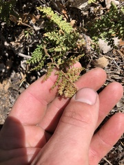 Myriopteris covillei