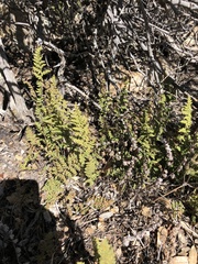 Myriopteris covillei