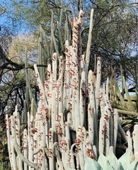 Cleistocactus strausii