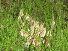 Lessertia brachystachya