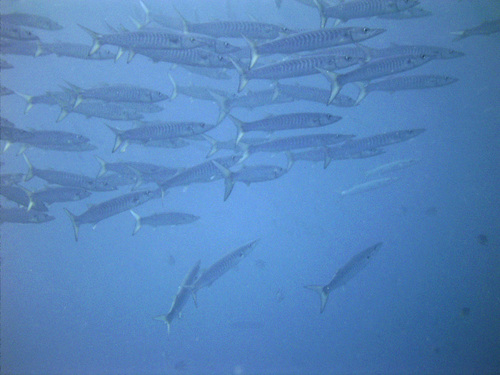 Pickhandle Barracuda — seen at this dive site