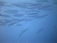 トラカマス