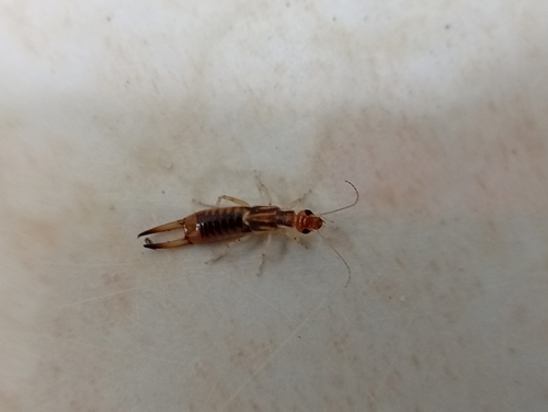 Shore Earwig