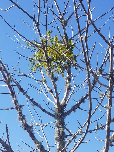 Phoradendron leucarpum image