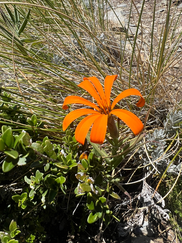 carnation of the field (Mutisia decurrens)