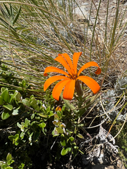 Mutisia decurrens, photograph author not stated, no rights reserved