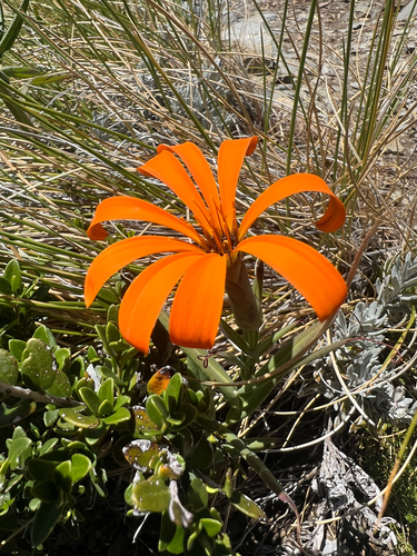 Mutisia decurrens, photograph 5