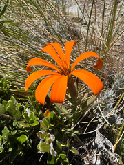 Mutisia decurrens, photograph author not stated, no rights reserved