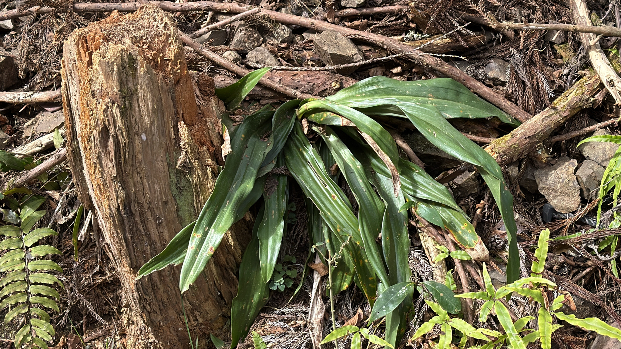 Rohdea Japonica (Rohdea japonica)