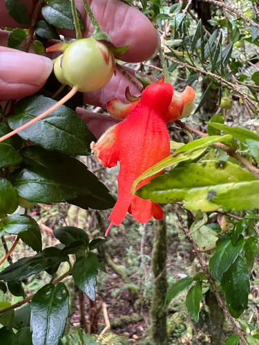 Mitraria coccinea, photograph 5