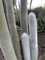 Cleistocactus strausii