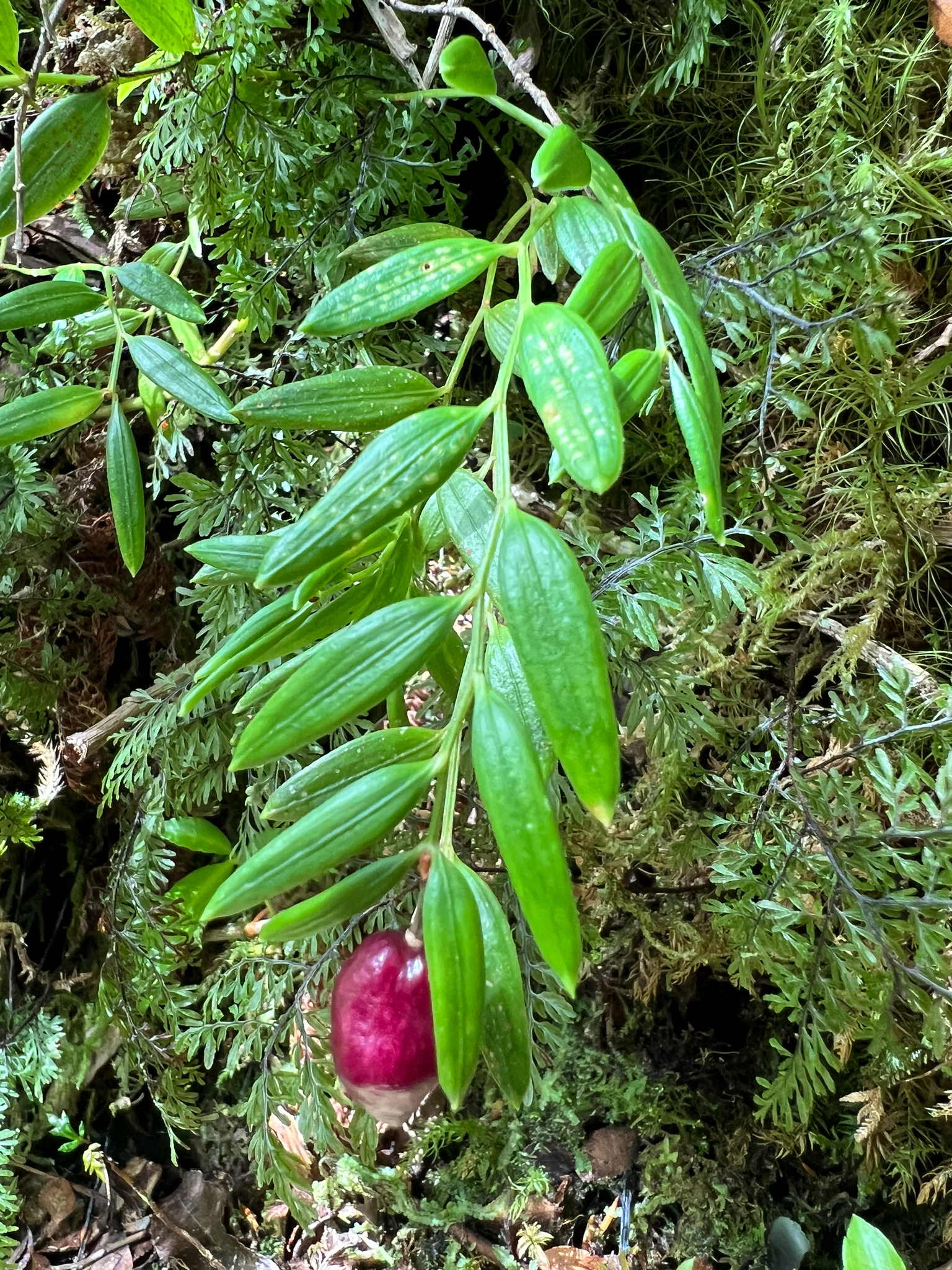Luzuriaga Marginata (Luzuriaga marginata)
