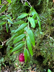 Luzuriaga marginata, photograph author not stated, no rights reserved