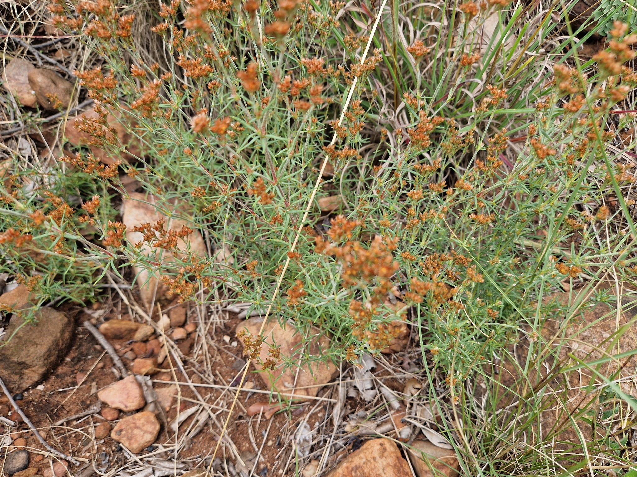 Imagem de Polycarpaea corymbosa