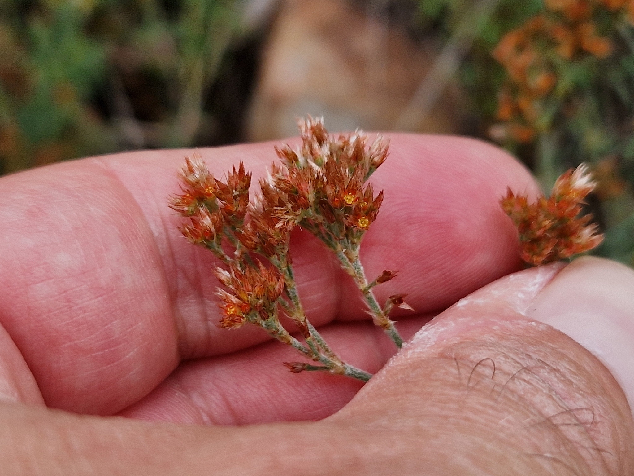 Imagem de Polycarpaea corymbosa