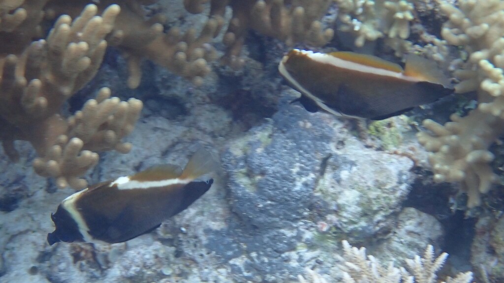 Horned Bannerfish (Heniochus varius)