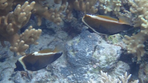 Humphead Bannerfish (Heniochus varius)