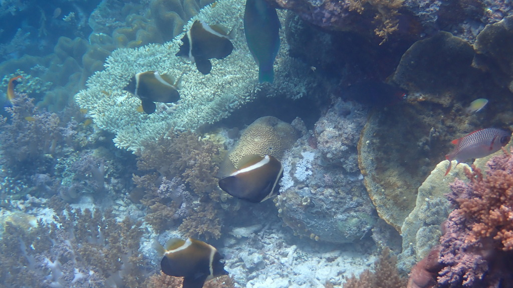 Horned Bannerfish (Heniochus varius)