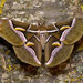 Ailanthus Silkmoth - Photo (c) Paolo Mazzei, some rights reserved (CC BY-NC), uploaded by Paolo Mazzei