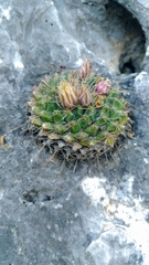 Mammillaria winterae