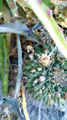 Mammillaria winterae