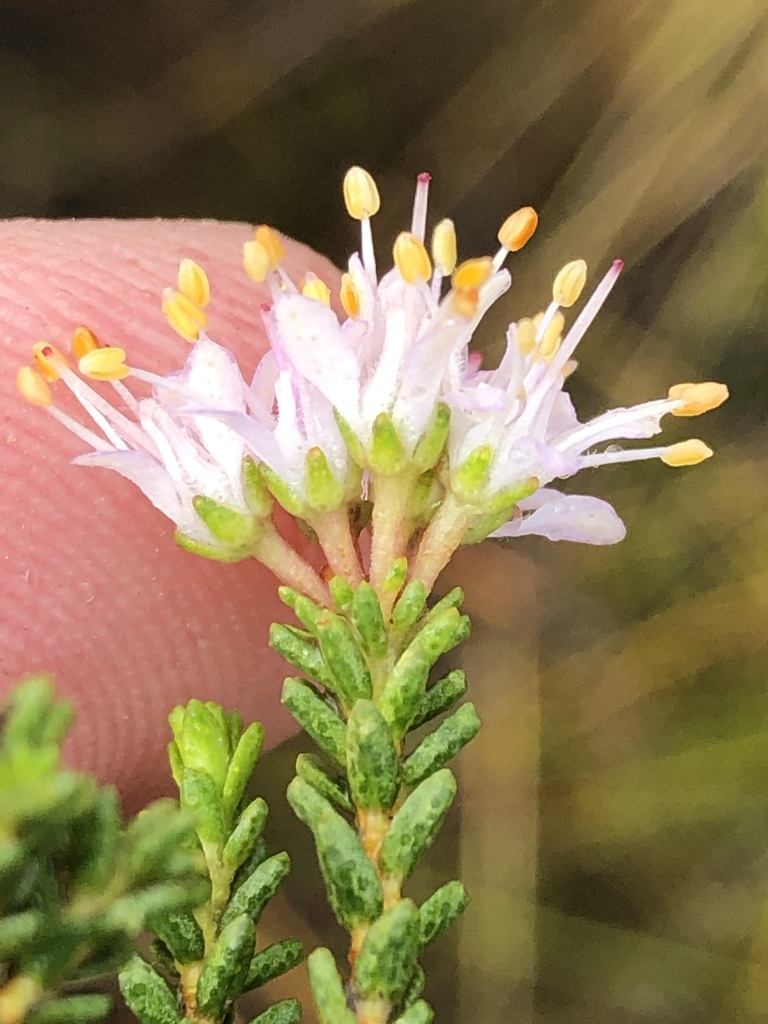 Cape Buchu (Locally Indigenous Plant Species for Knysna & Surrounds