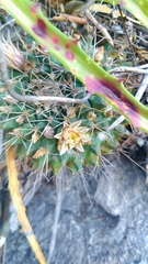 Mammillaria winterae