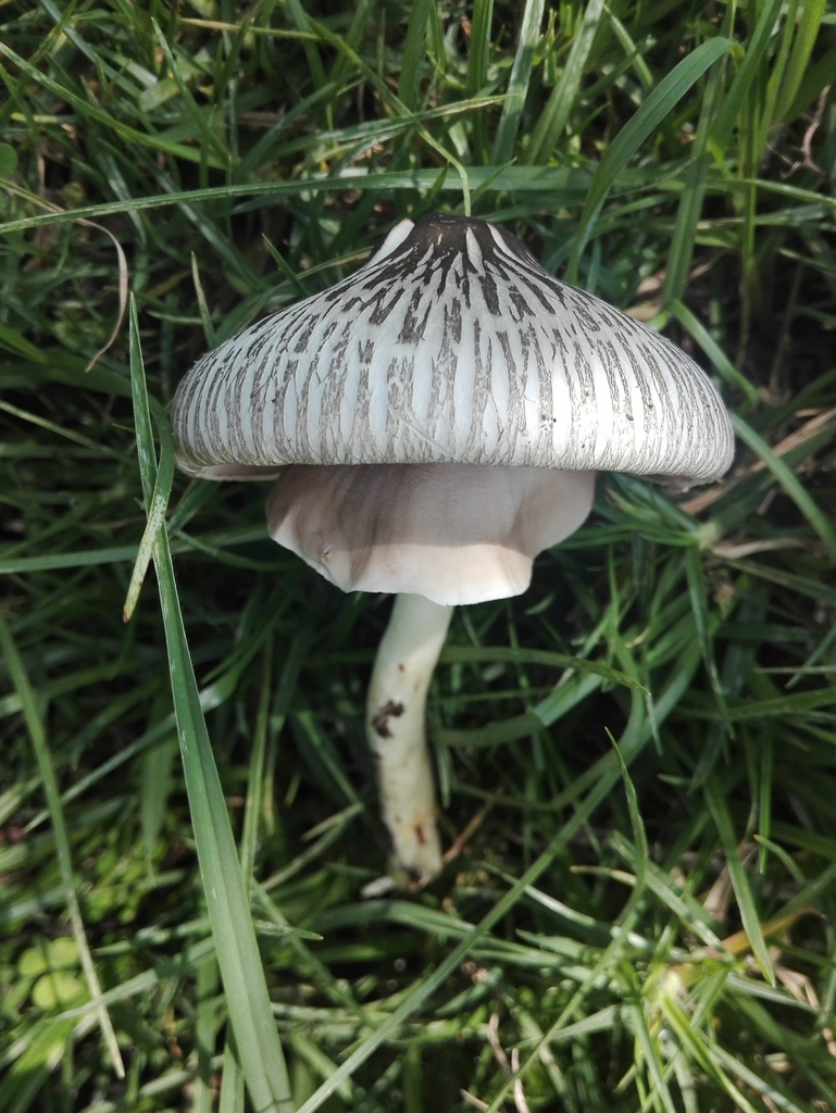 Agaricus endoxanthus