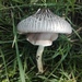 Agaricus endoxanthus - Photo (c) andreaportela, some rights reserved (CC BY-NC), uploaded by andreaportela