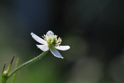 riverside windflower