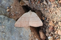 Drepanulatrix bifilata