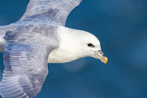Northern Fulmar, photo 8 of 9