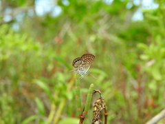 Brephidium exilis yucateca