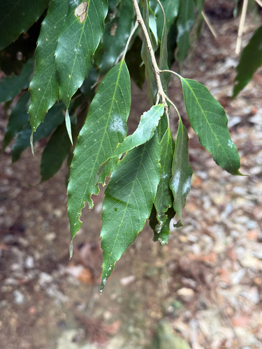 Japanese willowleaf oak (Quercus salicina)