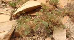 Cineraria lyratiformis
