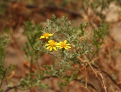 Cineraria lyratiformis