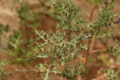 Cineraria lyratiformis