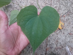 Dioscorea convolvulacea