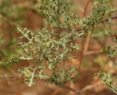 Cineraria lyratiformis