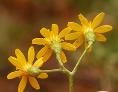 Cineraria lyratiformis