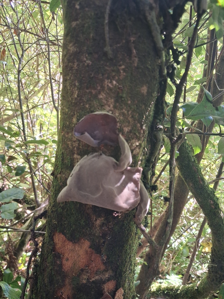Auricularia cornea · March 2026 · photo: © emily_mcgoldrick (iNaturalist, cc-by)