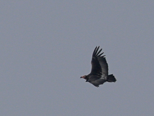 Red-headed Vulture (Sarcogyps calvus)