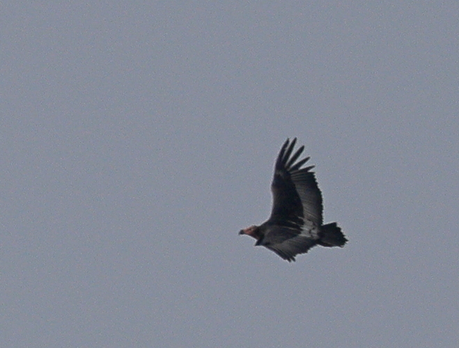 Red-headed Vulture (Sarcogyps calvus), photo 1