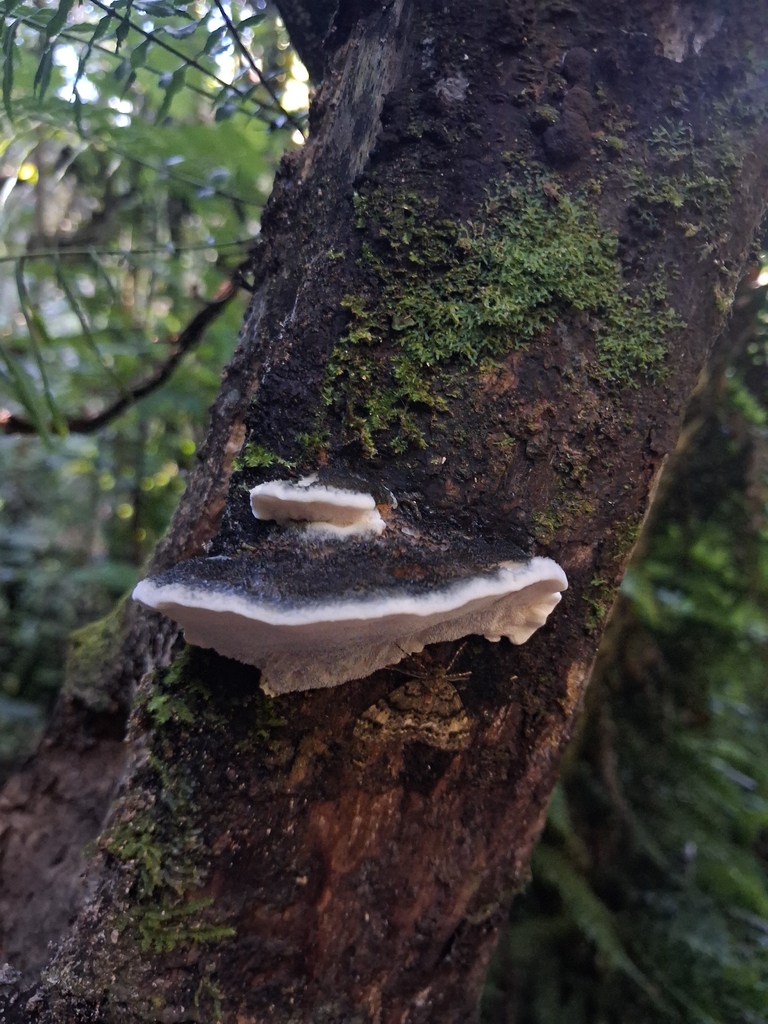 Postia atrostrigosa