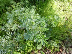 Lupinus longifolius