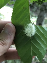 Acronicta americana