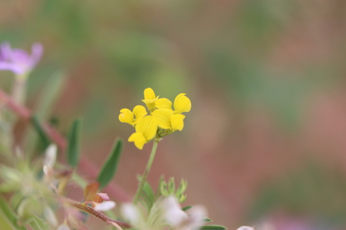 Lesser Horseshoe-vetch