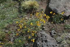 Calceolaria lagunae-blancae