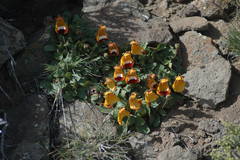 Calceolaria uniflora